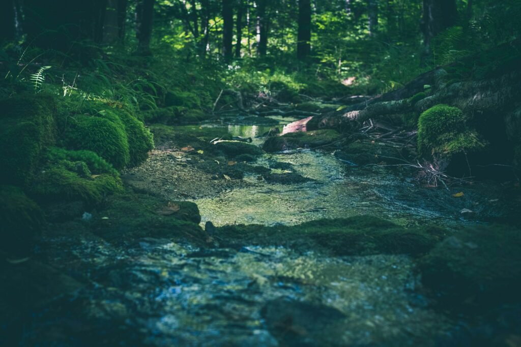 Element Wasser im Wald