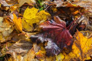 Glücksmomente im Herbst_Herbstlaub