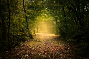 Umwege führen zum Ziel_Waldweg